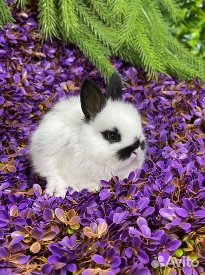 Ручные кролики карликовые