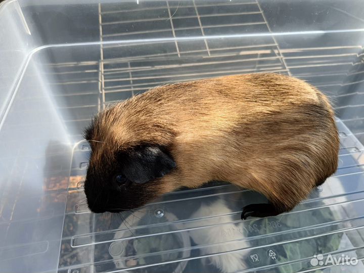 Морская свинка - самец калифорния