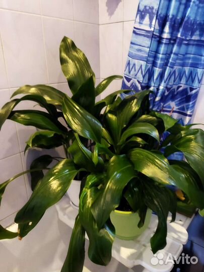 Эухарис амазонская лилия