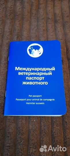 Бенгальская кошка котенок