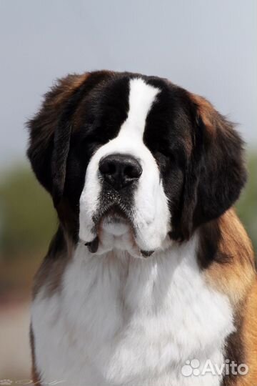 Сенбернар вязка