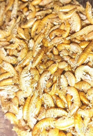 Корм для рыб