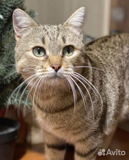 Отдаю кошку Латину в добрые руки