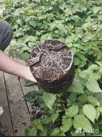 Грунт для комнатных растений