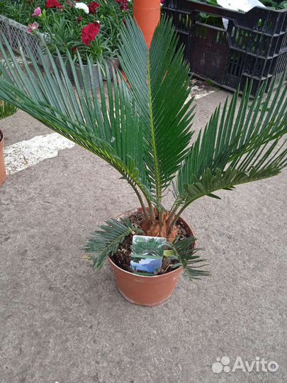 Саговник цикас