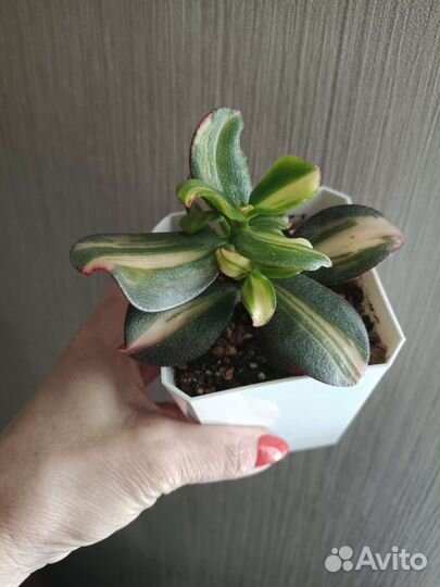 Суккуленты, сортовые крассулы