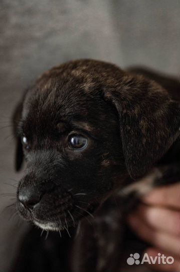 Щенок в добрые руки бесплатно