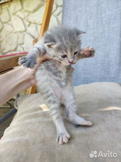 Котята от шотландской вислоухой кошки