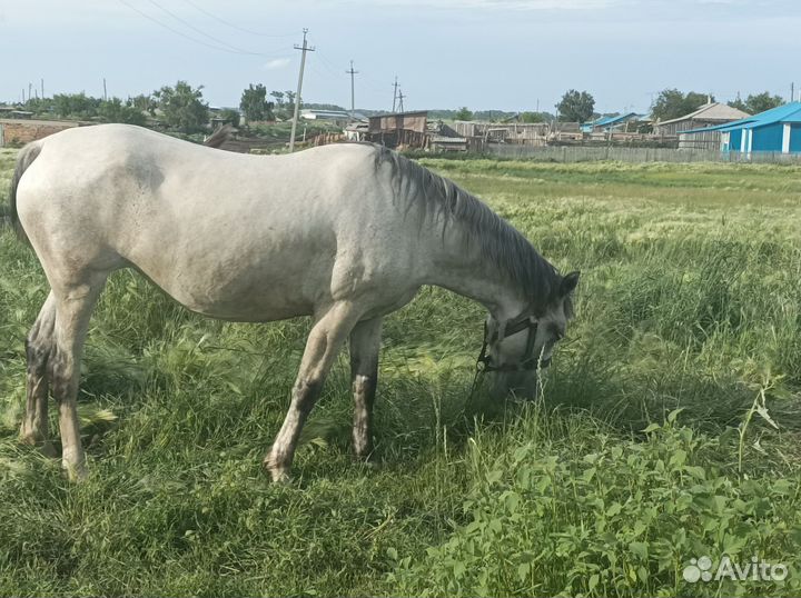 Лошадь 9лет рысачка