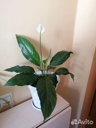 Спатифиллум / женское счастье