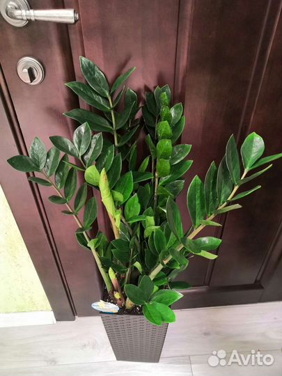 Замиокулькас в интерьерном горшке высота 90-100