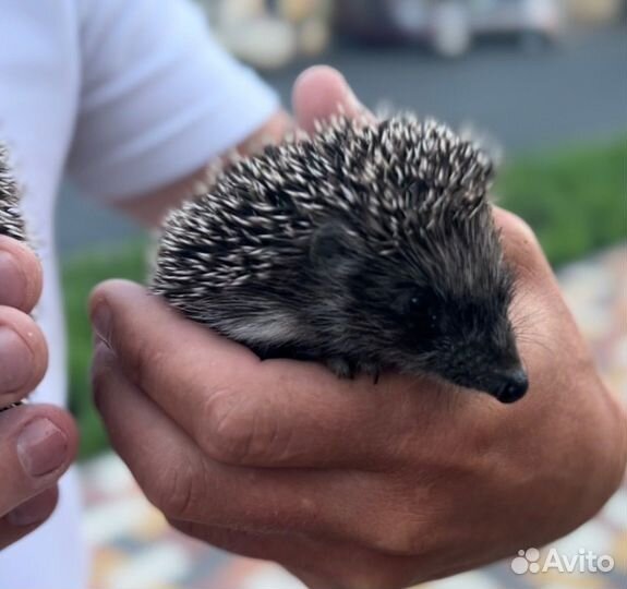 Домашний ежик