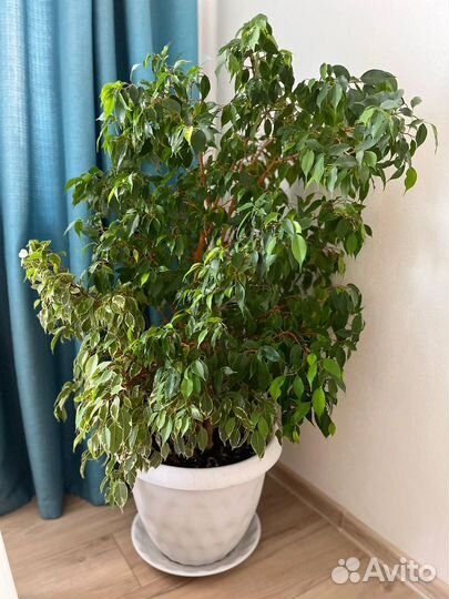 Большое дерево фикус Бенджамина, грунт и кашпо