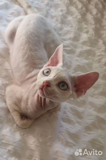 Котенок девон рекс