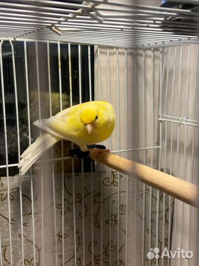 Кенар певчий