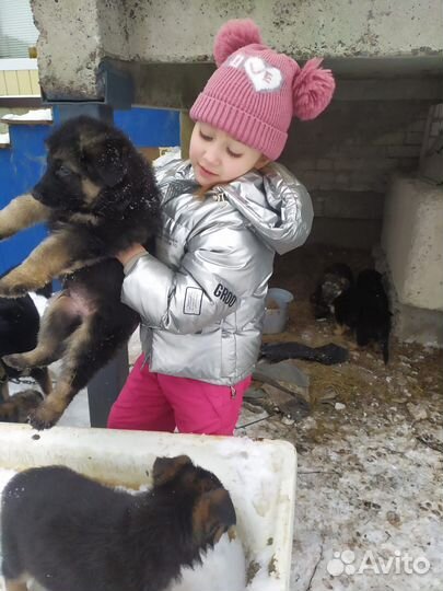 Щенки немецкой овчарки