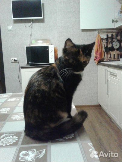Красивый котенок-подросток (девочка)