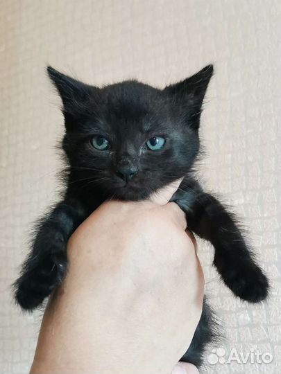 Чёрный котенок девочка