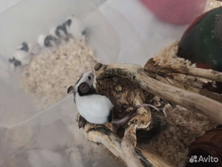 Японские бамбуковые мыши