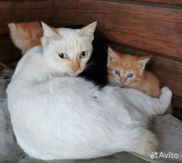 Котята мышеловы