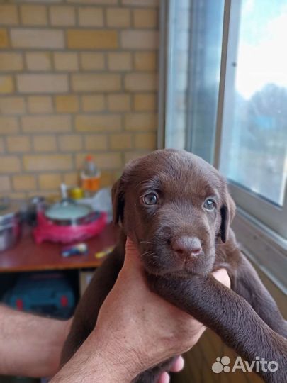 Щенки лабрадора шоколадные
