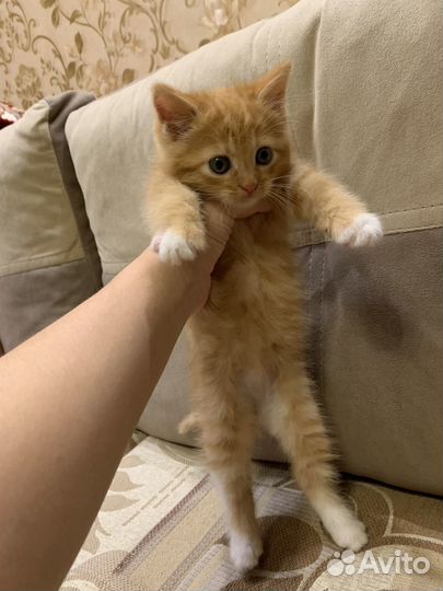 Рыжий котенок мальчик 1,5 месяца