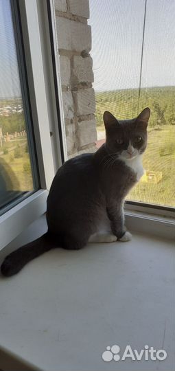 Кошки приюта
