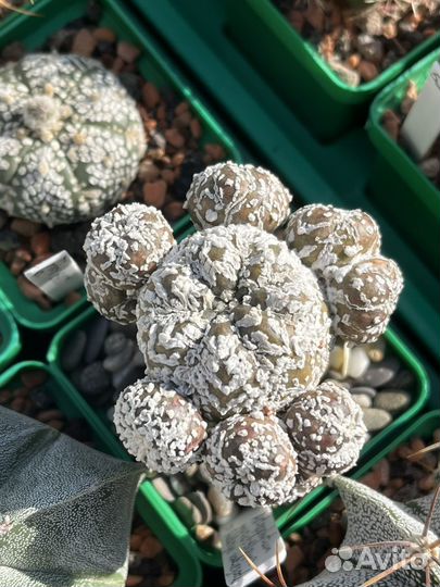 Кактусы редкие