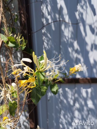 Жимолость каприфоль