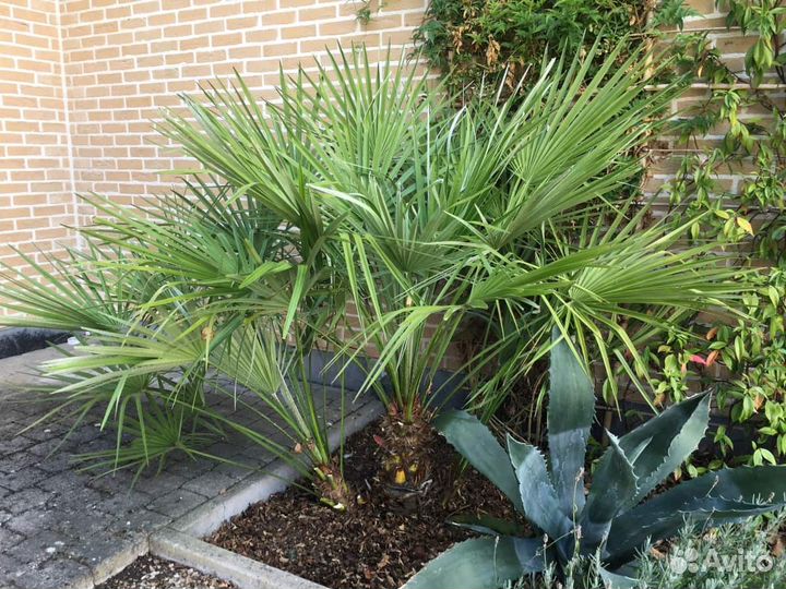 Пальма Хамеропс низкий, семена