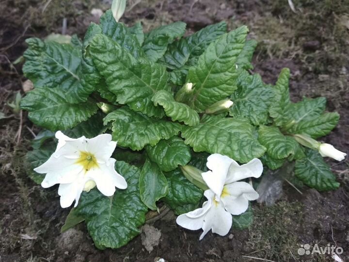 Гвоздика,примула белая