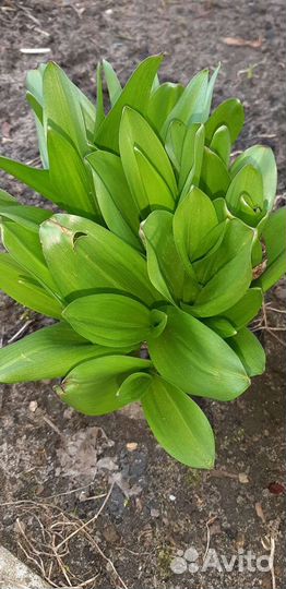 Маргаритки примула