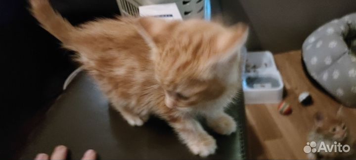 Котята мейн-кун