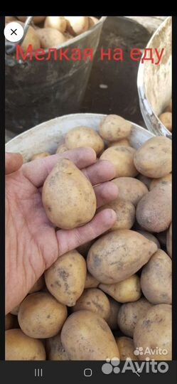 Картофель едовой