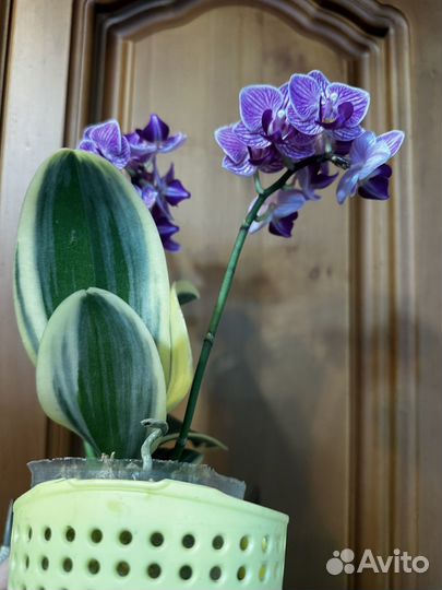 Орхидея фаленопсис вариегатная