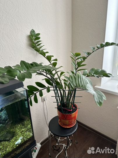 Замиокулькас