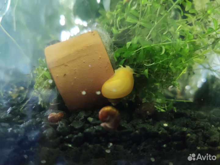 Улитки ампулярии