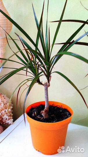 Драцена Маргината