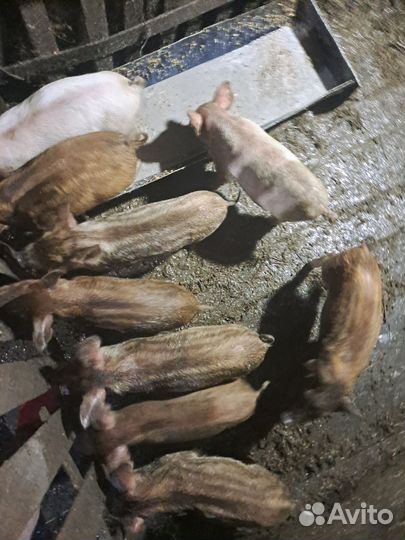 Поросята