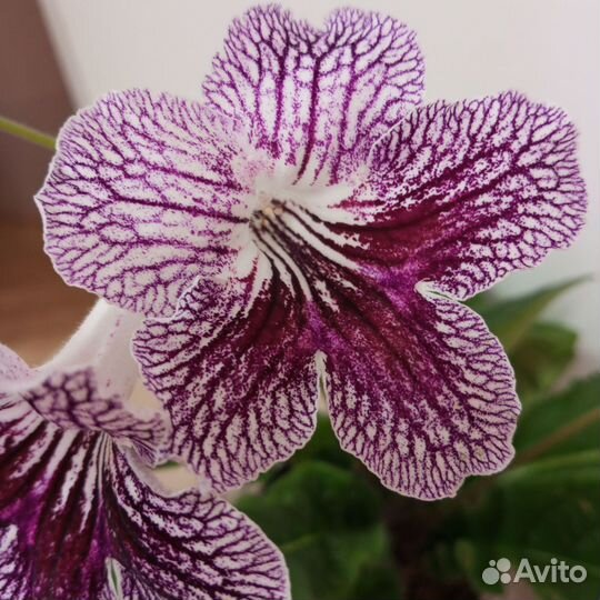 Стрептоксрпус