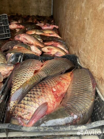 Килька Каспийская мороженная