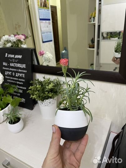 Гвоздика декоративная