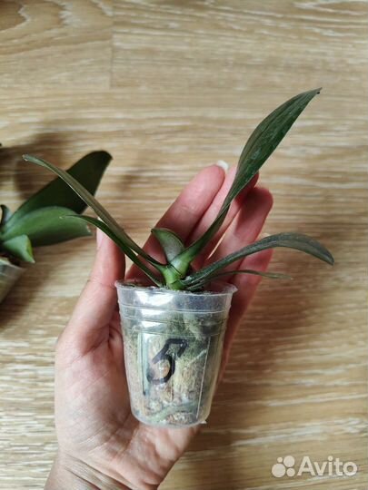 Орхидея фаленопсис бабочка мультифлора