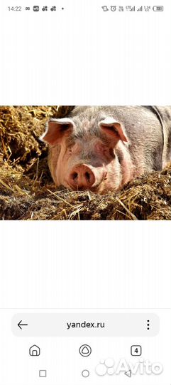 Домашняя свинья