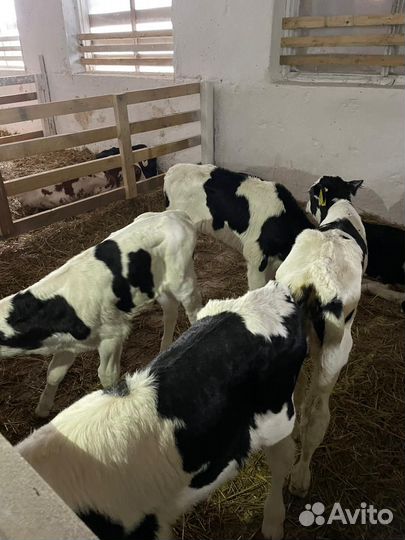 О Бычки и Тёлки