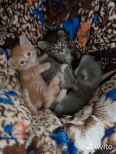 Котята в добрые руки бесплатно