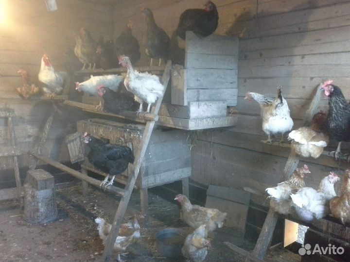 Инкубационное яйцо