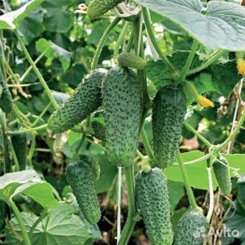 Огурцы Феникс,Родничок,Нежинский,Пальчик