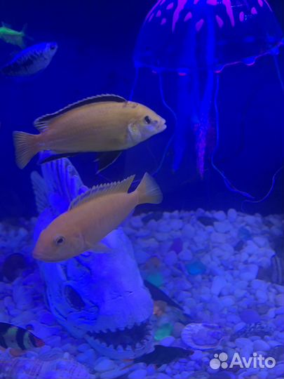 Аквариумные рыбы Еллоу лабидохромис