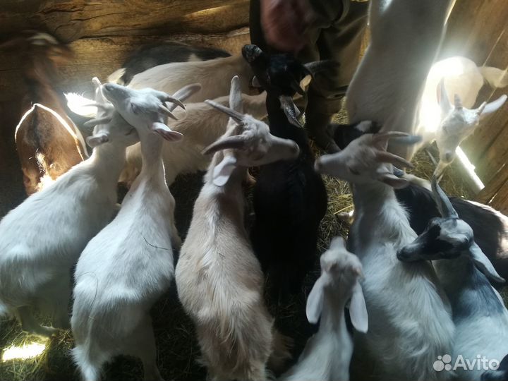 Козочки 4 месяца